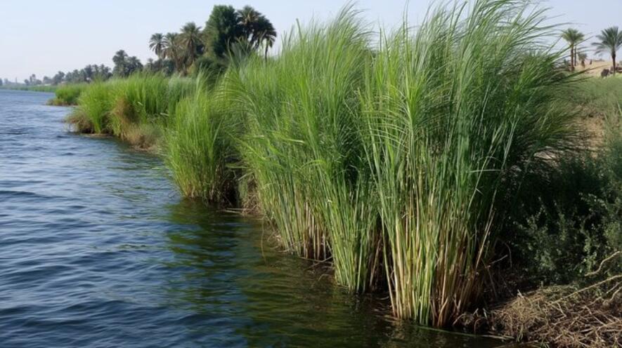 papyrus reeds nile